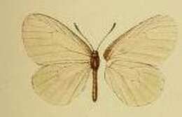 Image of Ornipholidotos paradoxa (Druce 1910)