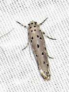 Image of Ethmia circumdatella Walker 1863