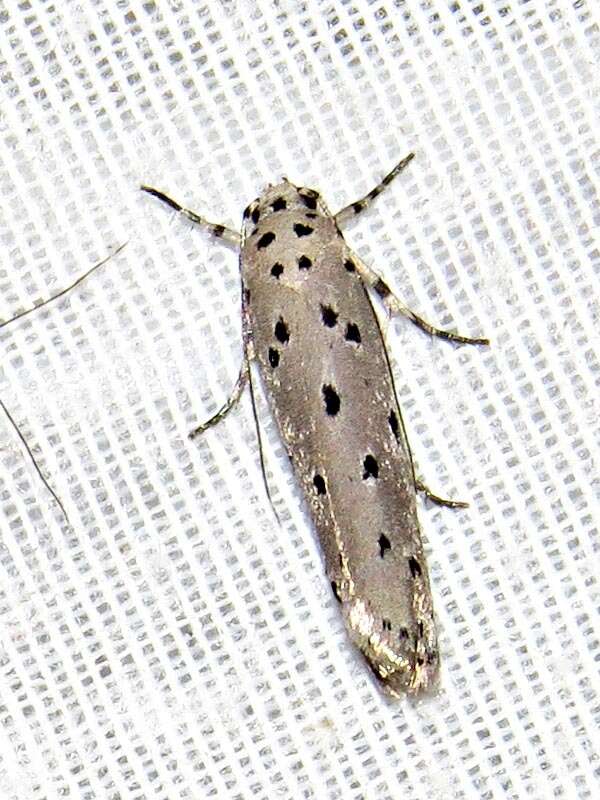 Image of Ethmia circumdatella Walker 1863