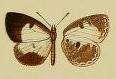 Image of Tetrarhanis nubifera (Druce 1910)