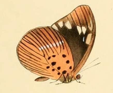 Image of Aethiopana