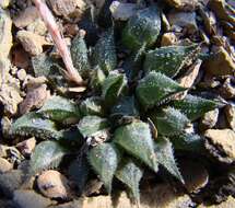 Image of Haworthia maraisii var. maraisii