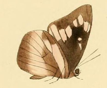 Image of Cerautola ceraunia