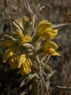 Image of Phlomis armeniaca Willd.