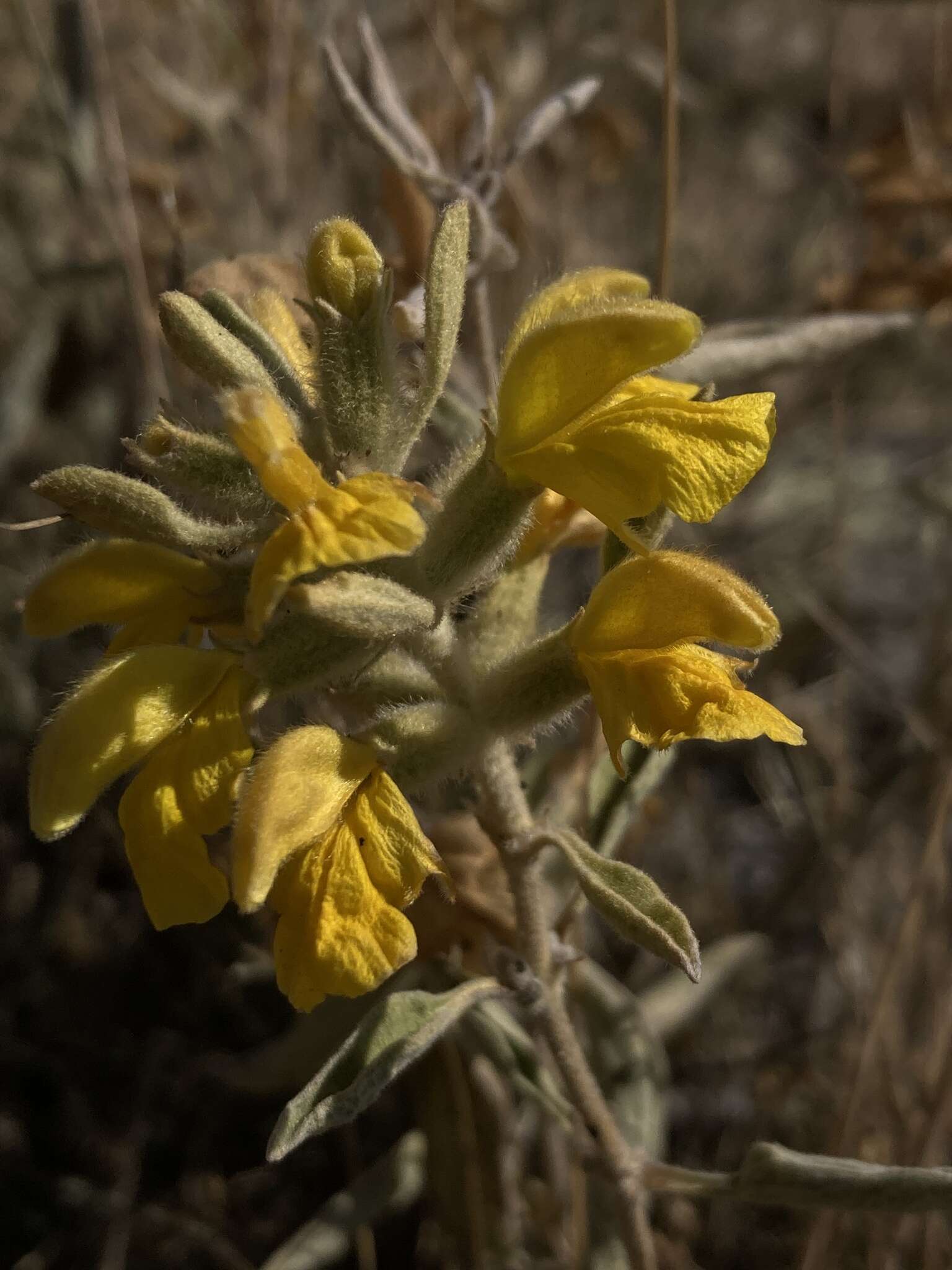 Image of Phlomis armeniaca Willd.
