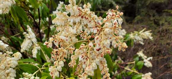 Imagem de Pieris formosa (Wall.) D. Don