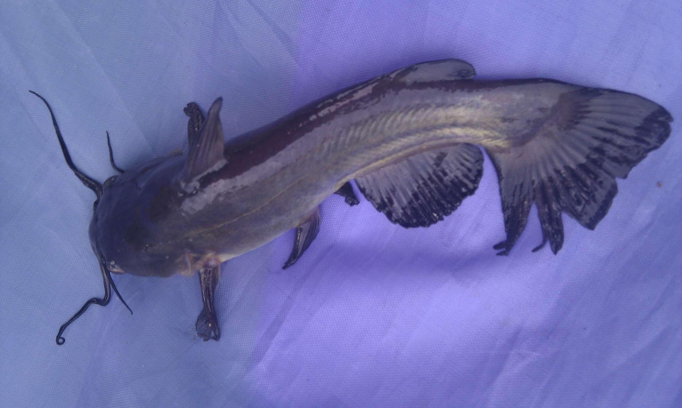 Image of Black Bullhead