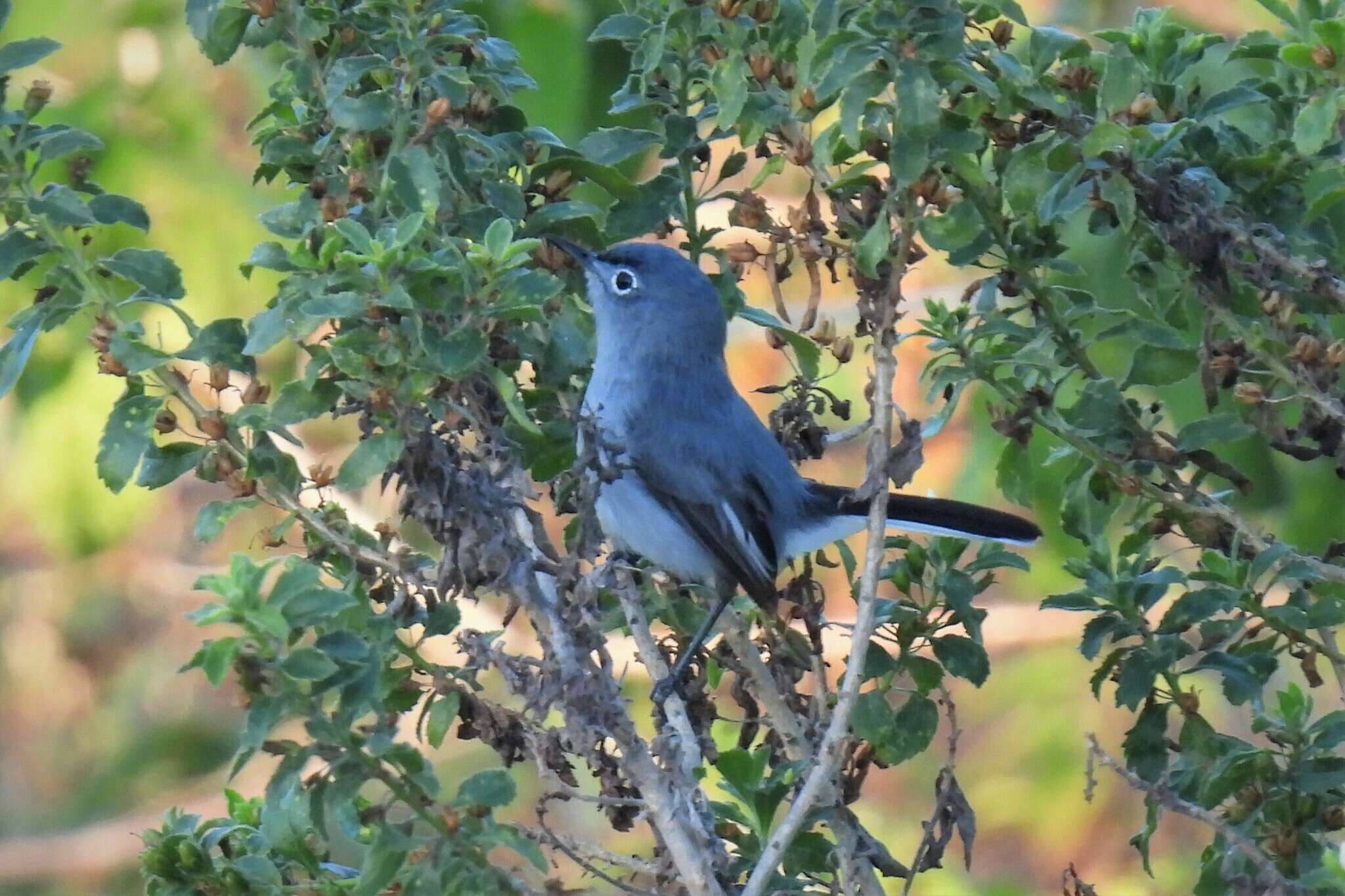 صورة Polioptila caerulea cozumelae Griscom 1926