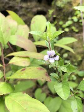 Image of Swamp Snakeherb