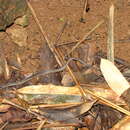 Image of Yellow-striped Water Snake