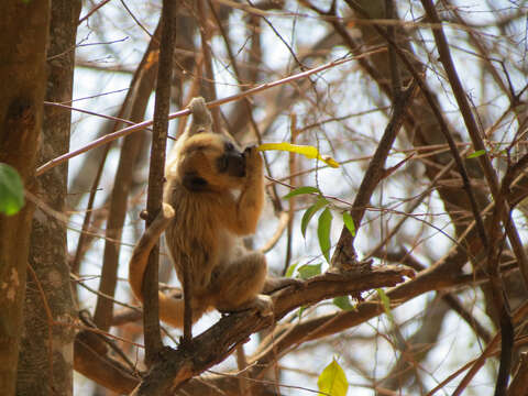 Image of Black Howler Monkey