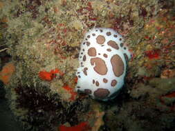 Plancia ëd Peltodoris atromaculata Bergh 1880