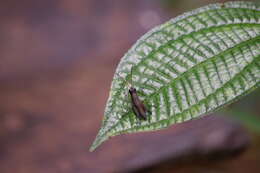 Image of Cingalia dubia (Walker & F. 1870)