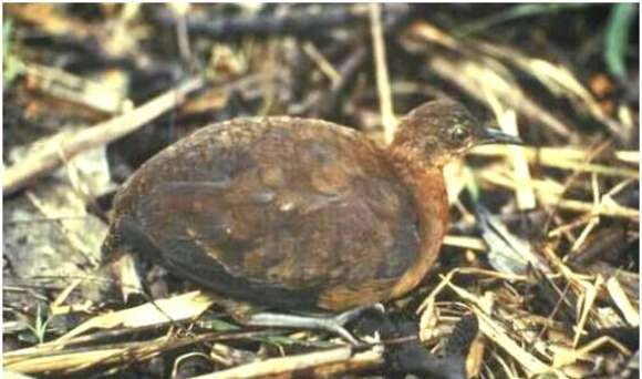 Image of Gray-legged Tinamou