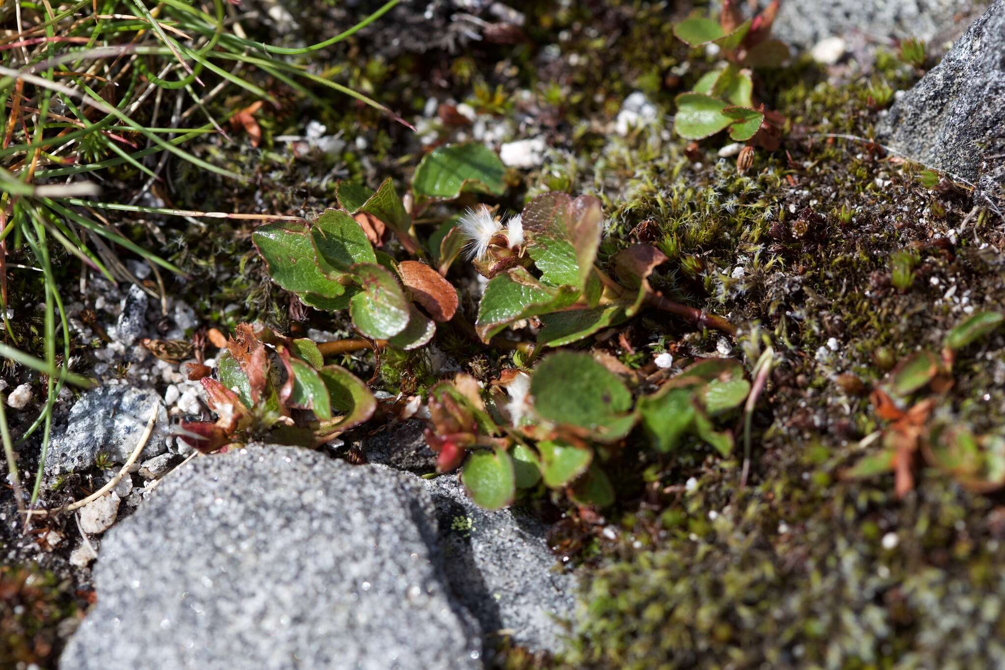 Image of snowbed willow