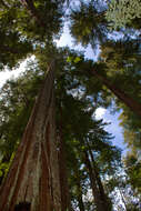 Imagem de Sequoia