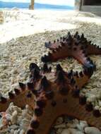 Image of chocolate chip sea star