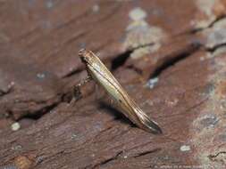 Image of Caloptilia violacella (Clemens 1860)