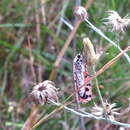 Sivun Utetheisa ornatrix Linnaeus 1758 kuva