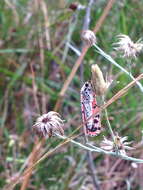 Sivun Utetheisa ornatrix Linnaeus 1758 kuva