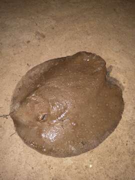 Image of Ocellate River Stingray