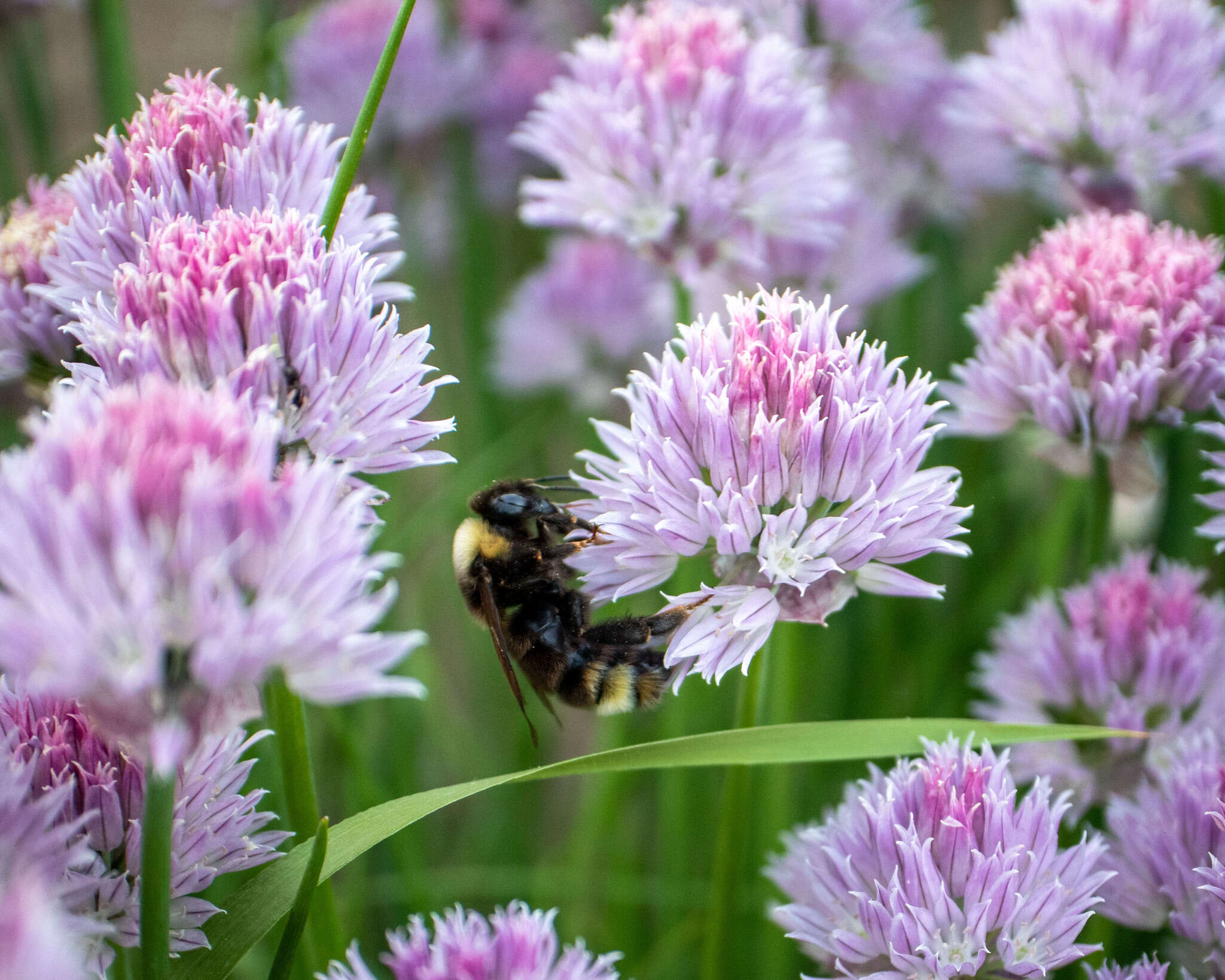 Image of Ashton's Cuckoo Bumblebee