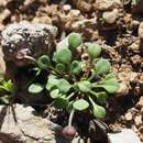 Image de Bellium fausse pâquerette