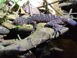 Image of Cyrtodactylus wayakonei Nguyen, Kingsada, Rösler, Auer & Ziegler 2010