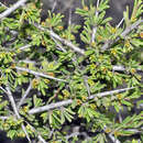 Image of Rhamnus velutina subsp. almeriensis Rivas Mart. & J. M. Pizarro