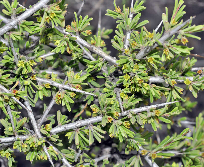 Image of Rhamnus velutina subsp. almeriensis Rivas Mart. & J. M. Pizarro