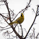 Image of Yellow Cardinal