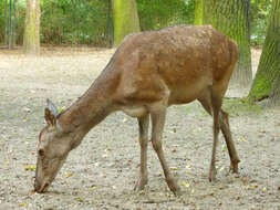 Image of Red Deer