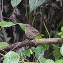 Image of Long-billed Wren-Babbler