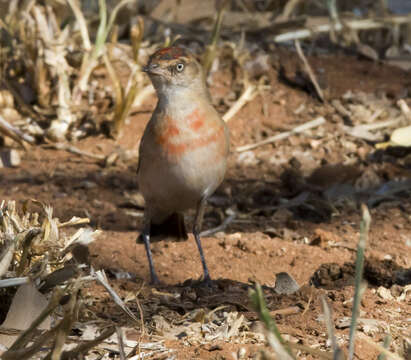 صورة Epthianura tricolor Gould 1841