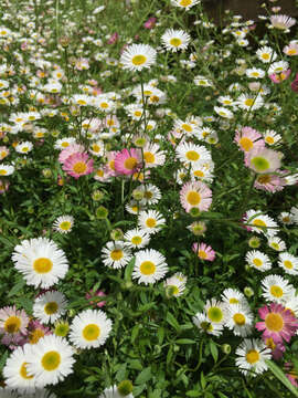 Image of Latin American Fleabane