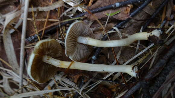 Image of Stropharia inuncta (Fr.) Quél. 1872