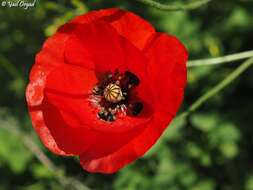 Imagem de Papaver umbonatum Boiss.