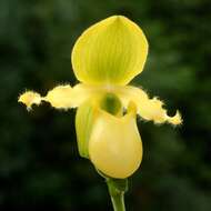 Image of Primrose Yellow Paphiopedilum