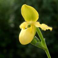 Image of Primrose Yellow Paphiopedilum