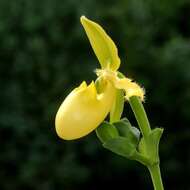 Image of Primrose Yellow Paphiopedilum