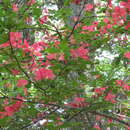 Image of Rhododendron kaempferi Planch.