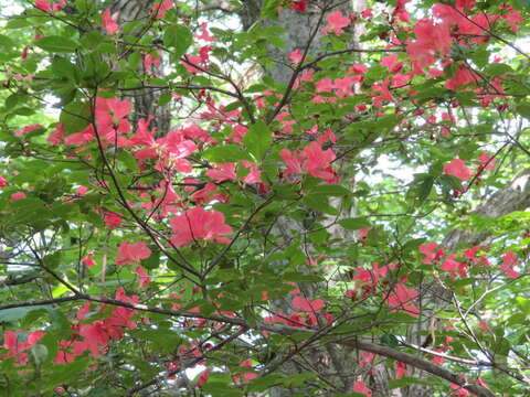 Image of Rhododendron kaempferi Planch.