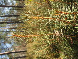 Imagem de Rhododendron tomentosum (Stokes) Harmaja