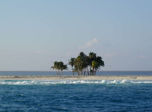 Image of coconut palm