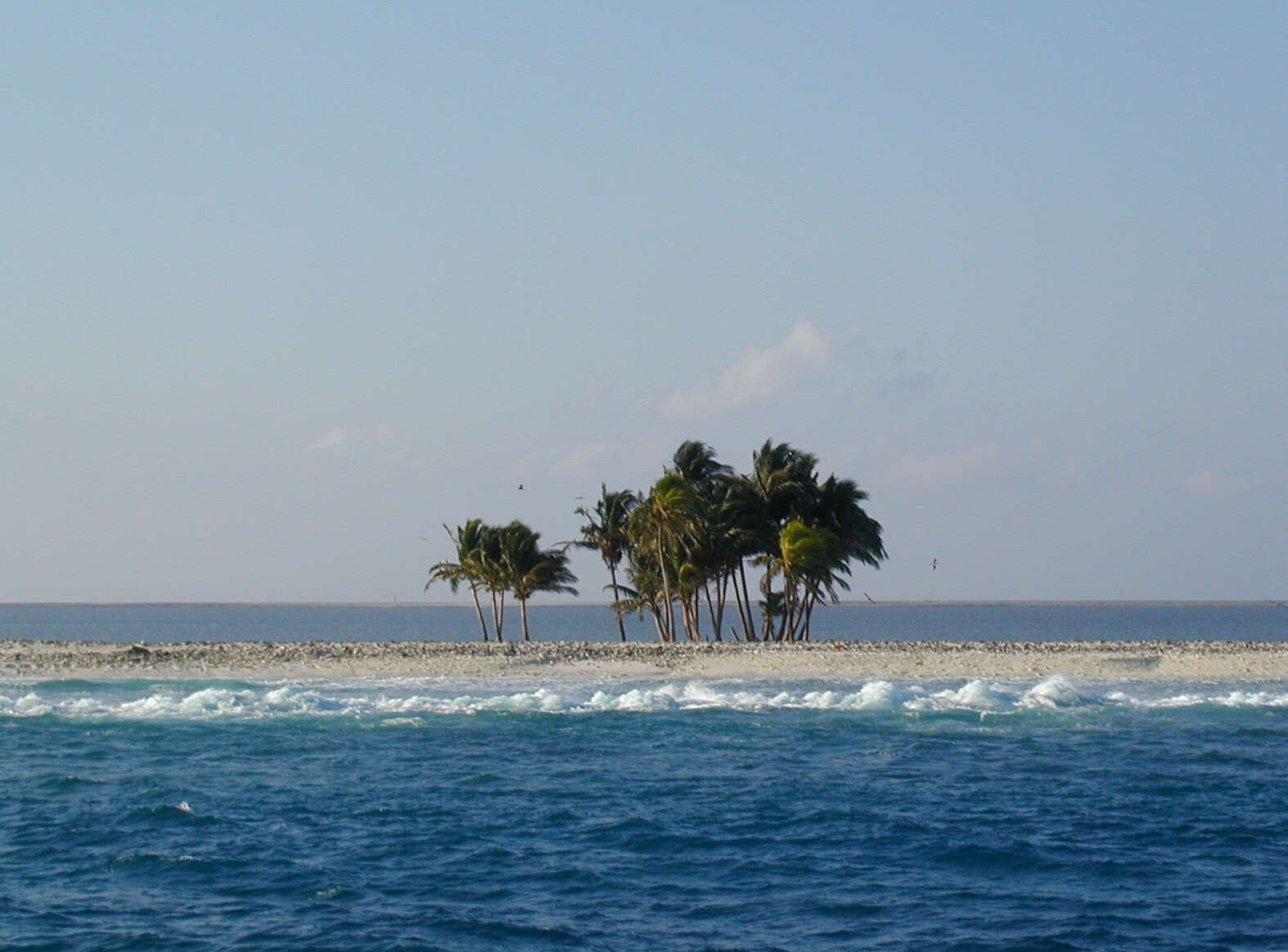 Image of coconut palm