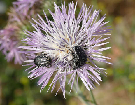 Image of Mediterranean Spotted Chafer Beetle