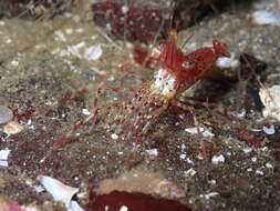 Image of roughpatch shrimp