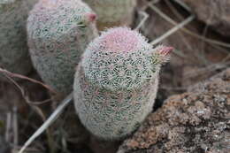 Image of Echinocereus pectinatus subsp. rutowiorum