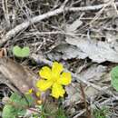 Image of Hibbertia pedunculata R. Br. ex DC