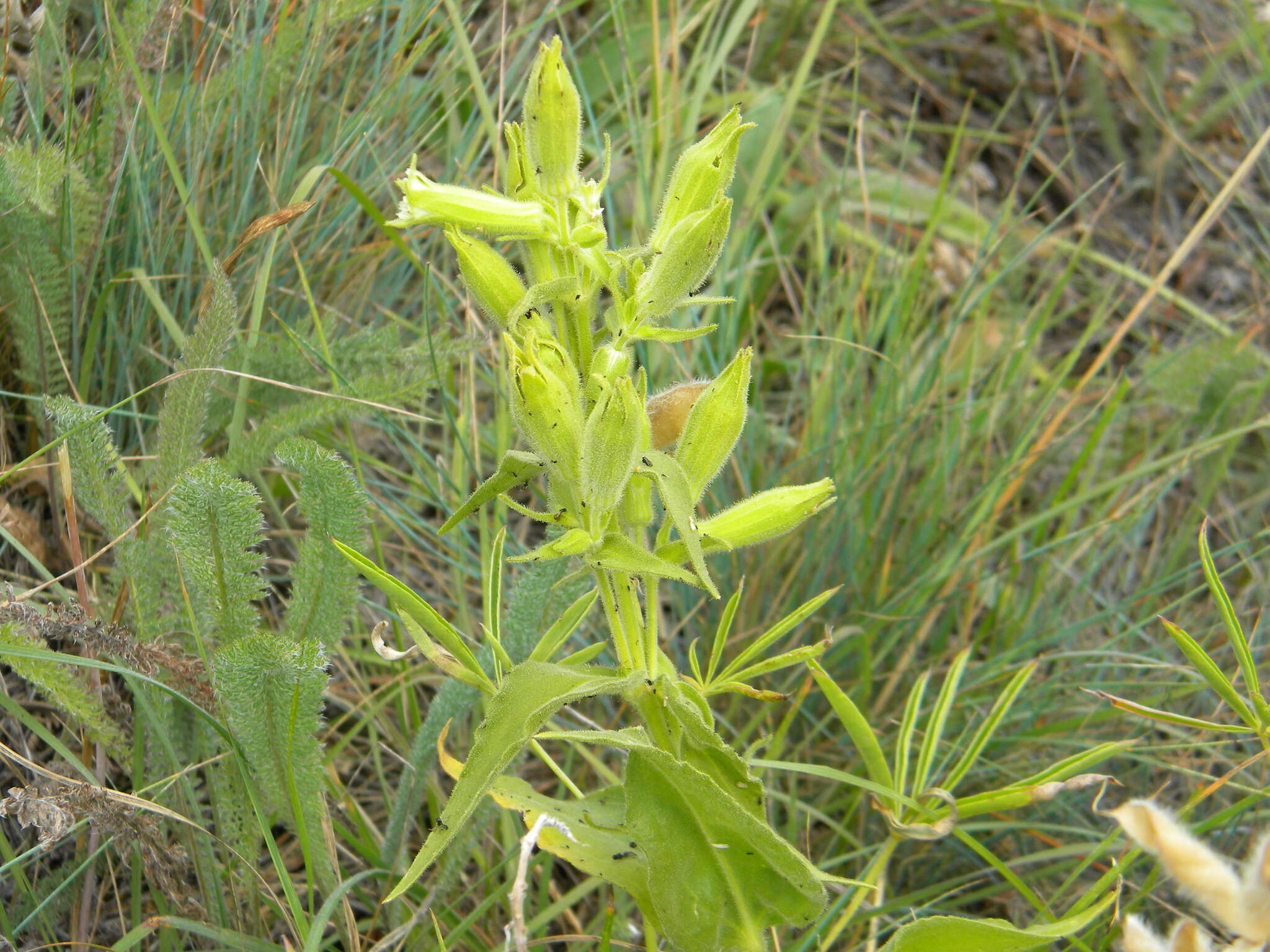 Image of Spalding's Catchfly